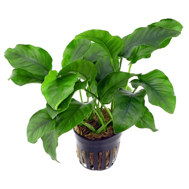 Anubias Coffefolia Pot