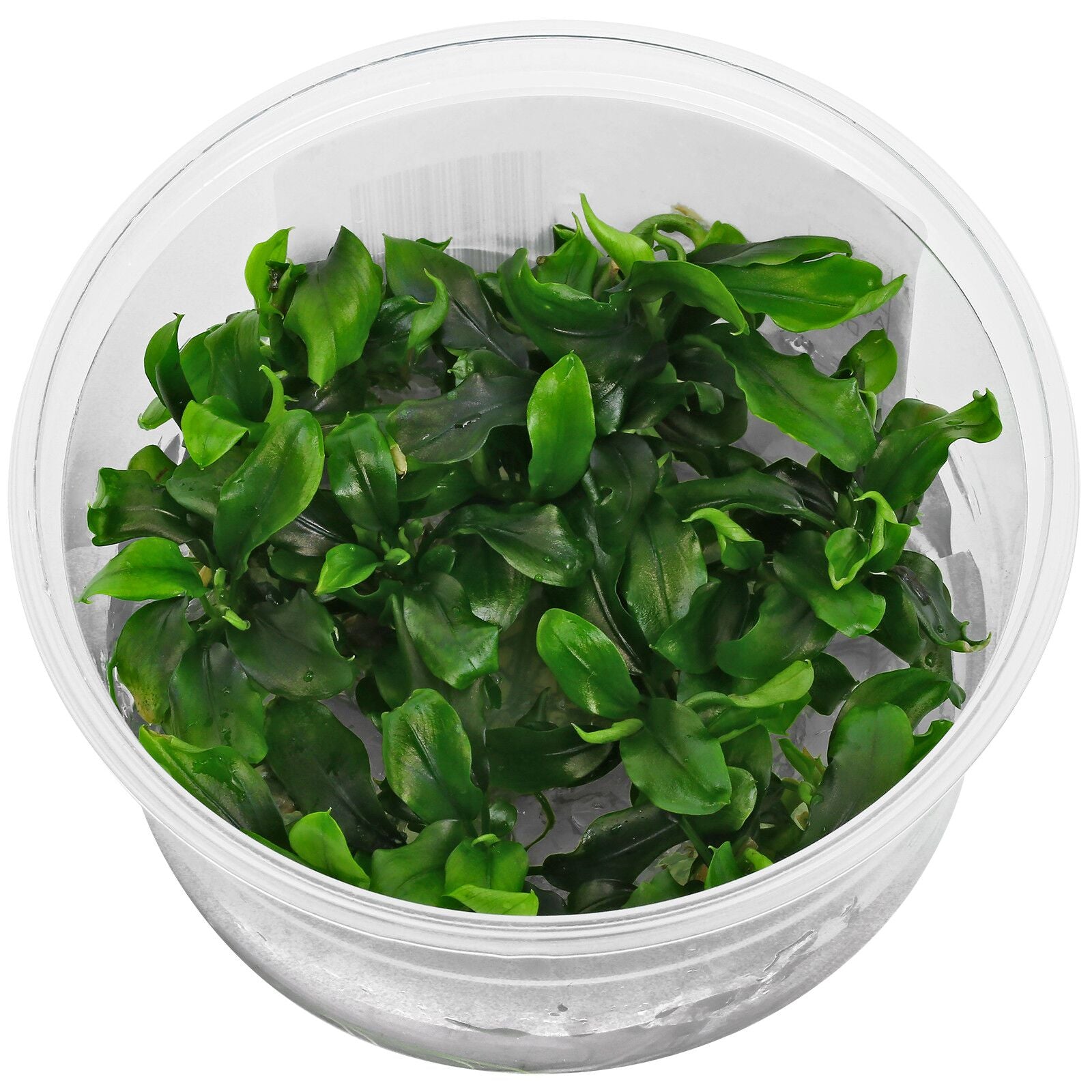 Bucephelandra SP sintang | Aquarium Aquascaping – Splashy Fin Aquarium