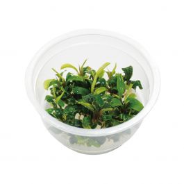 Bucephelandra SP sintang | Aquarium Aquascaping – Splashy Fin Aquarium