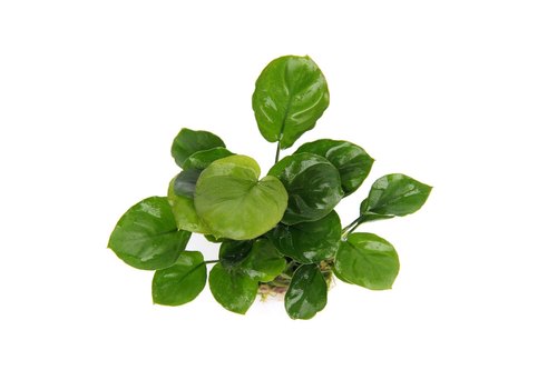 ADA LC 084 Aubias Coin Leaf img1