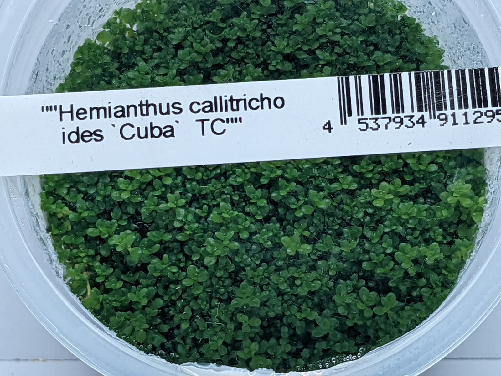 Hemianthus callitricho ides Cuba – IC008