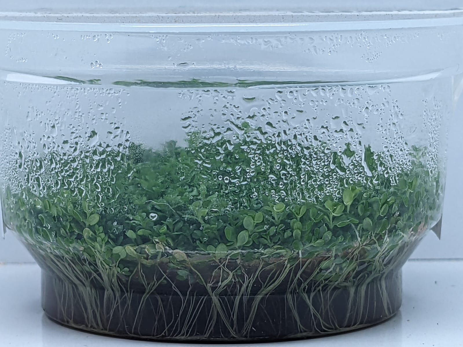 Hemianthus callitricho ides Cuba – IC008