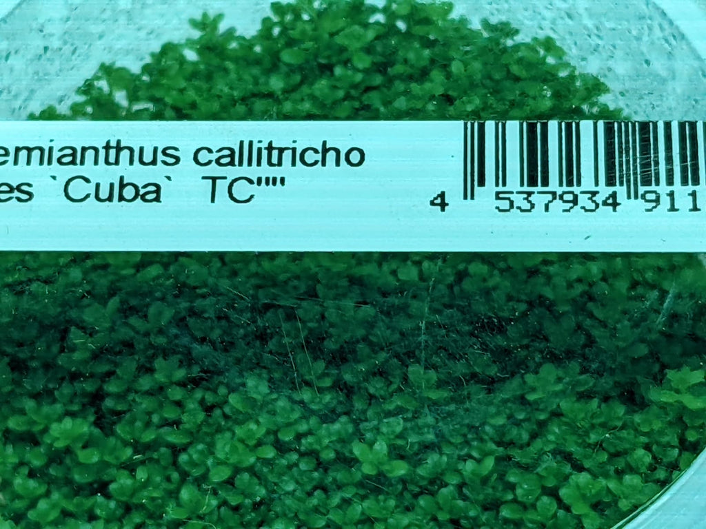 Hemianthus callitricho ides Cuba – IC008