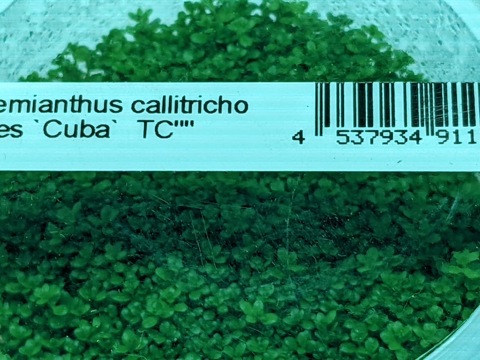 Hemianthus callitricho ides Cuba – IC008