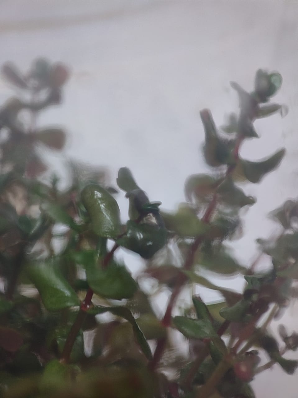 Rotala Macrandra 'green' TC - IC038
