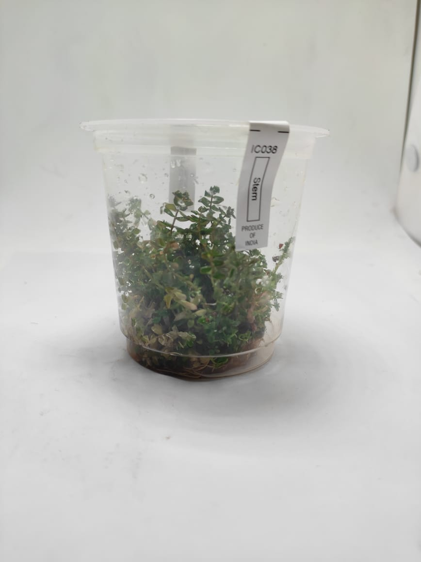 Rotala Macrandra 'green' TC - IC038