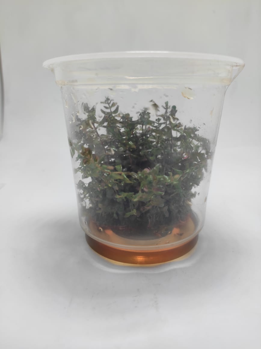 Rotala Macrandra 'green' TC - IC038