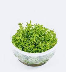 Rotala Rotundifolia green TC img
