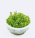 Rotala Rotundifolia green TC img