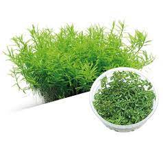Rotala Rotundifolia green TC img1