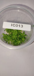 IC013 – Ludwigia Glandulosa – TC
