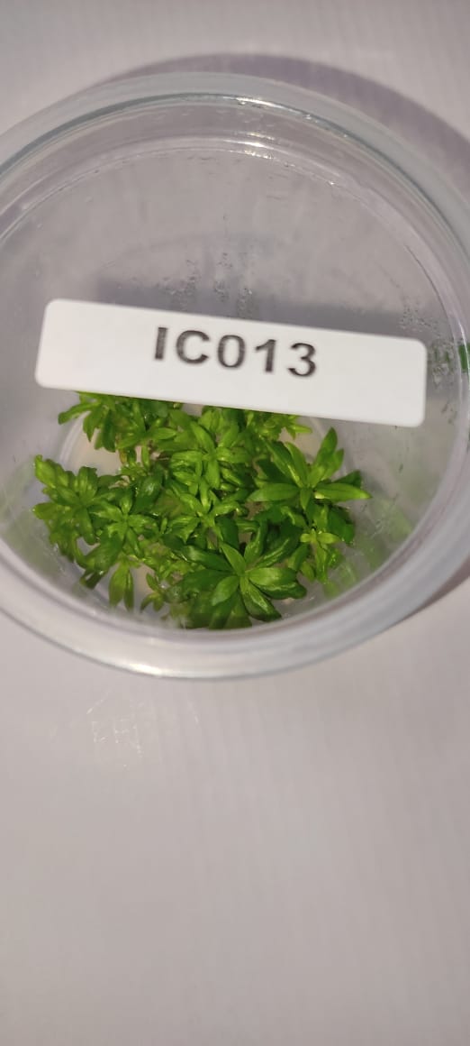 IC013 – Ludwigia Glandulosa – TC