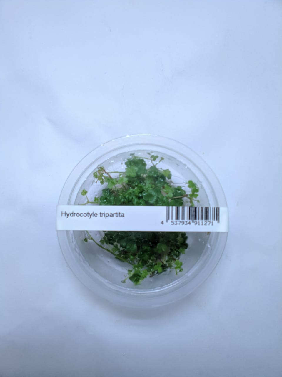 Hydrocotyle Tripartita – IC014
