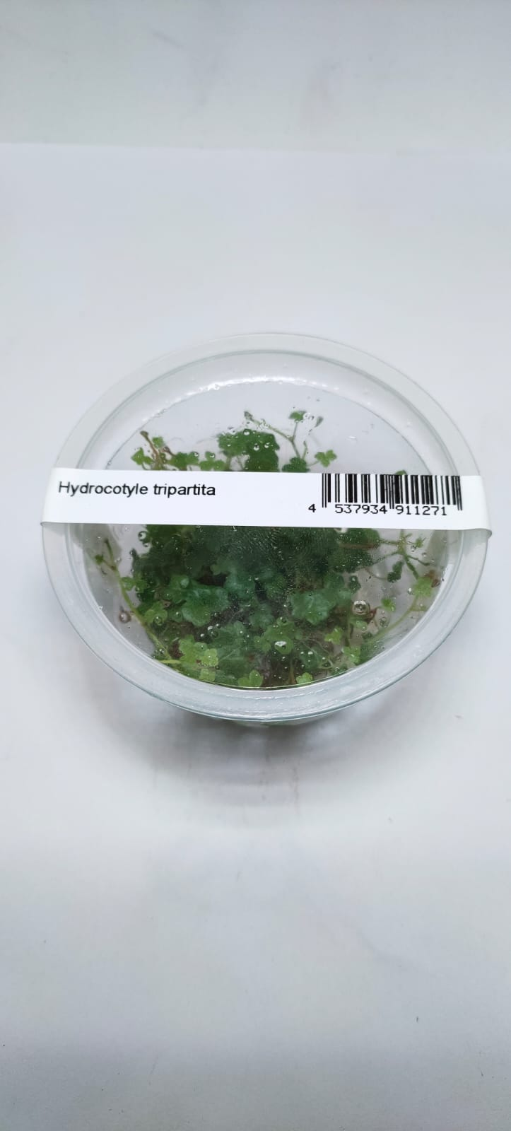 Hydrocotyle Tripartita – IC014