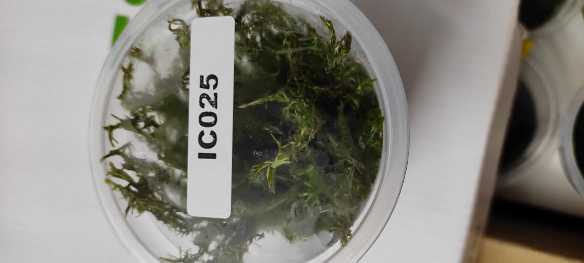 IC025 – Rotala sp Vietnam – TC