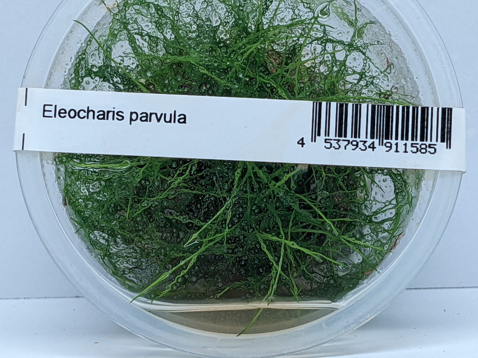 Eleocharis Parvula – IC027