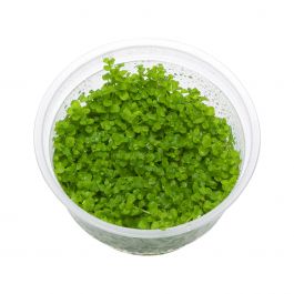 IC029 – Micaranthemum Umbrosum Monte Carlo