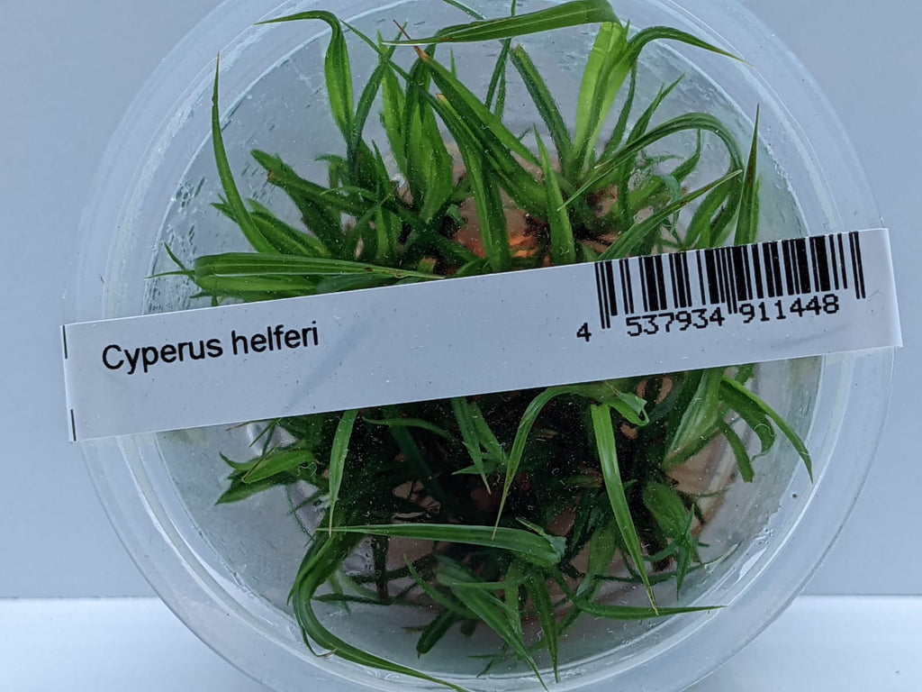 Cyperus Helferi – IC031