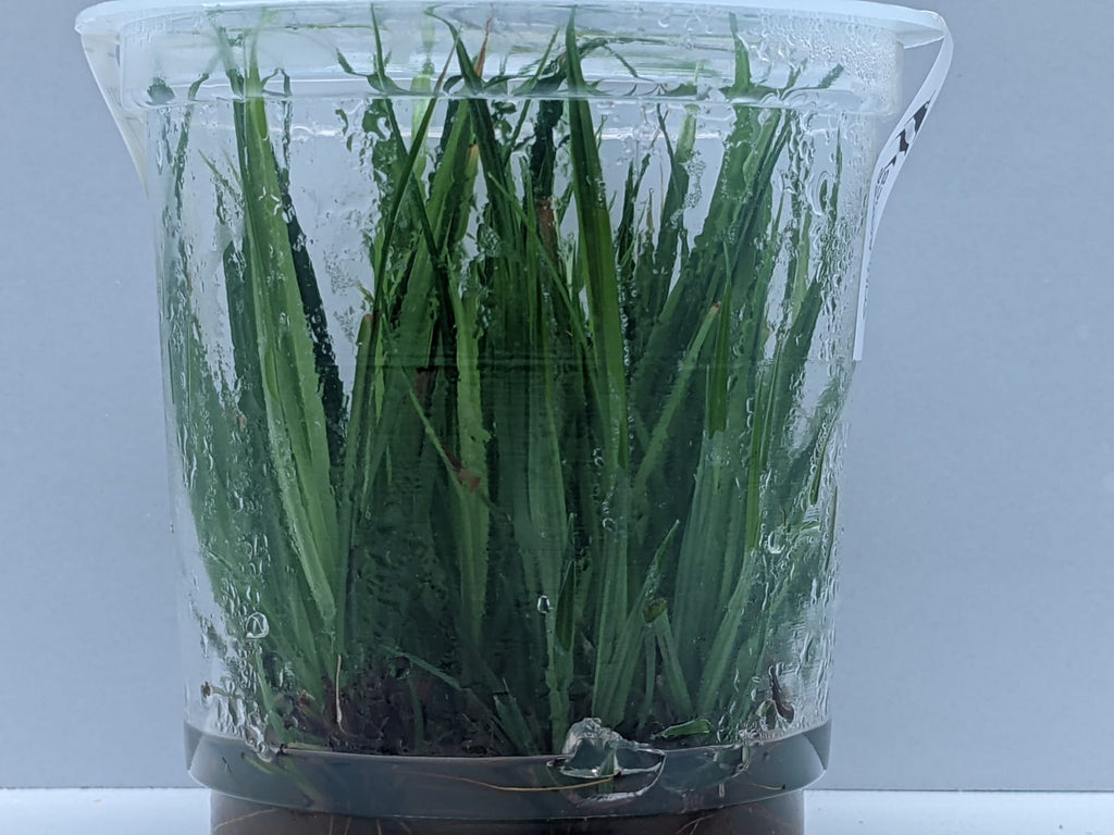 Cyperus Helferi – IC031