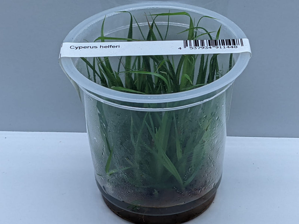 Cyperus Helferi – IC031
