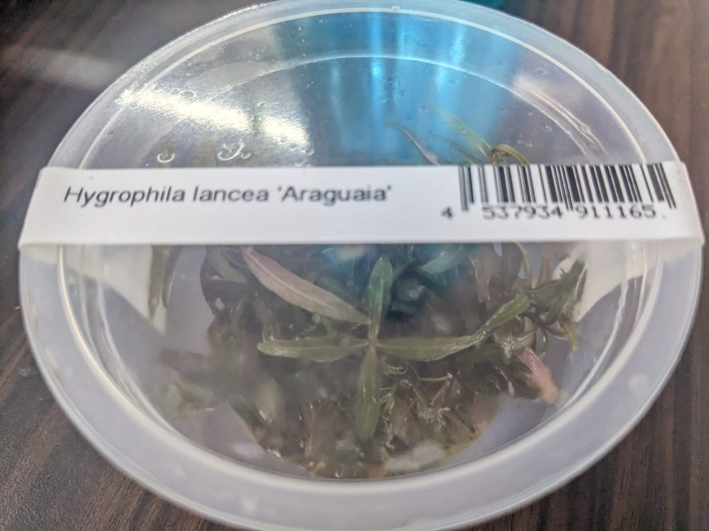 Hygrophila Lancea