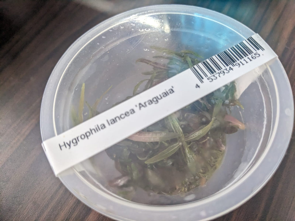 Hygrophila Lancea
