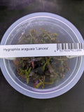 Hygrophila Lancea `Aruguaia`