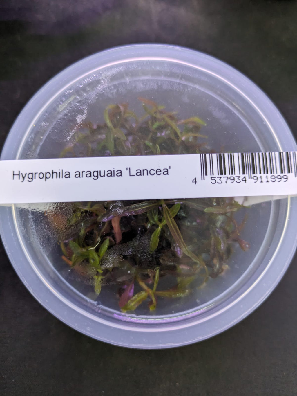 Hygrophila Lancea `Aruguaia`