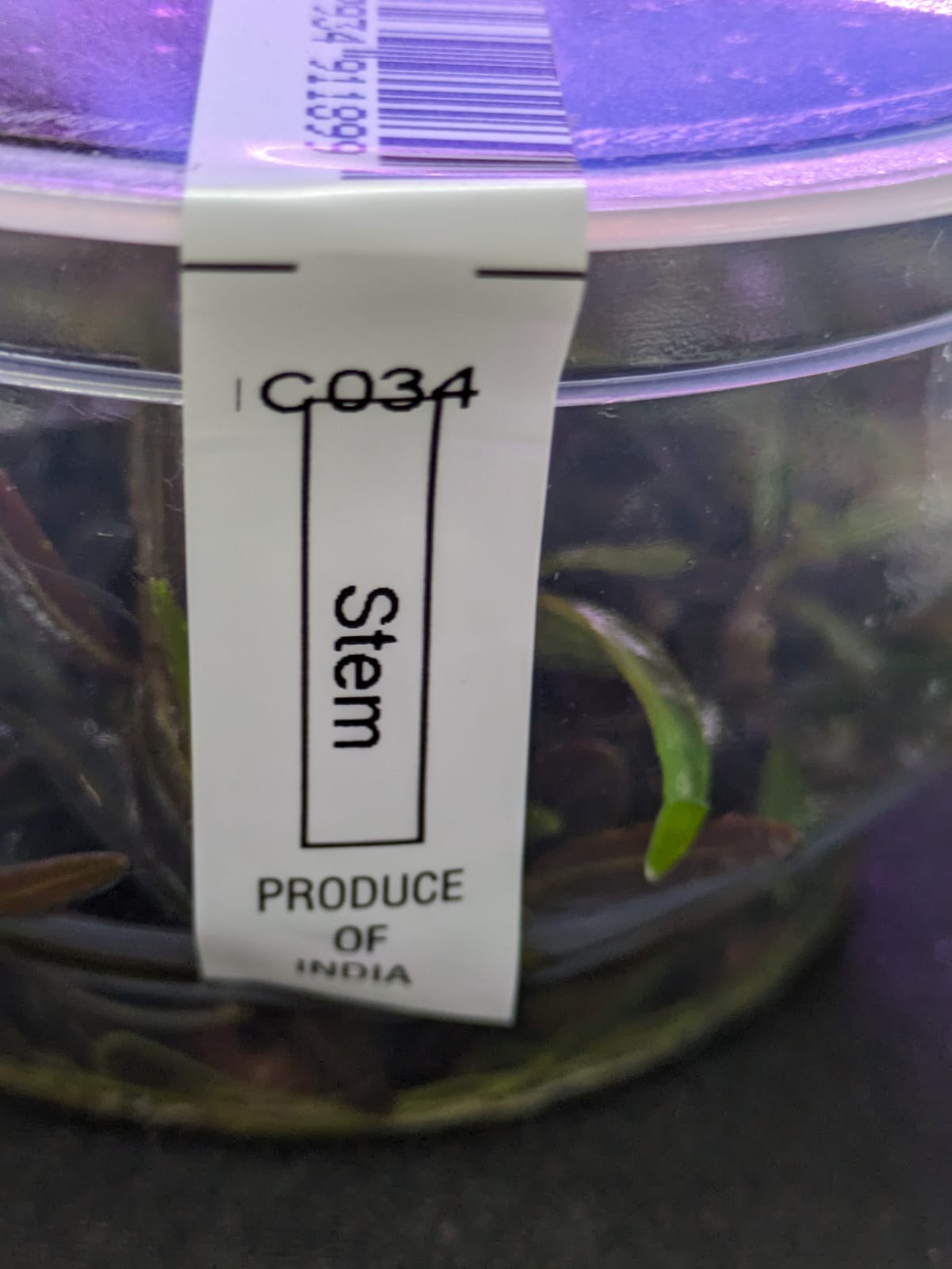 Hygrophila Lancea `Aruguaia`