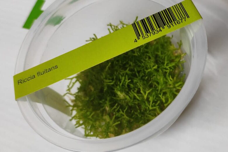 IC040 – Riccia Fluitans – TC