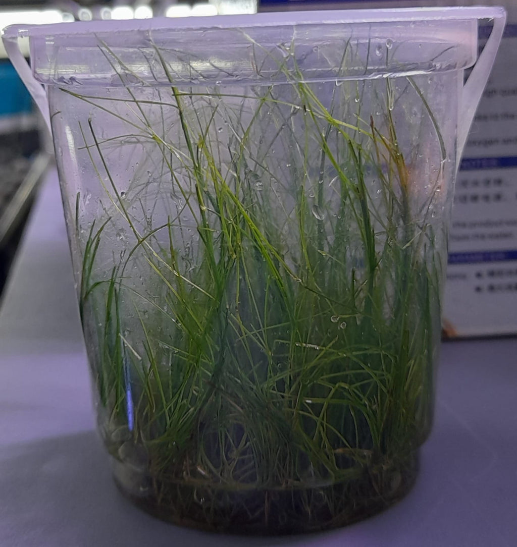 Eleocharis Vivipara TC – IC041 img1