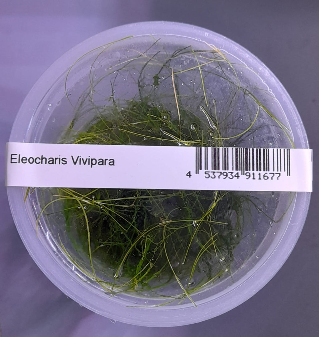 Eleocharis Vivipara TC – IC041 img11
