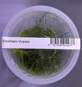 Eleocharis Vivipara TC – IC041 img11