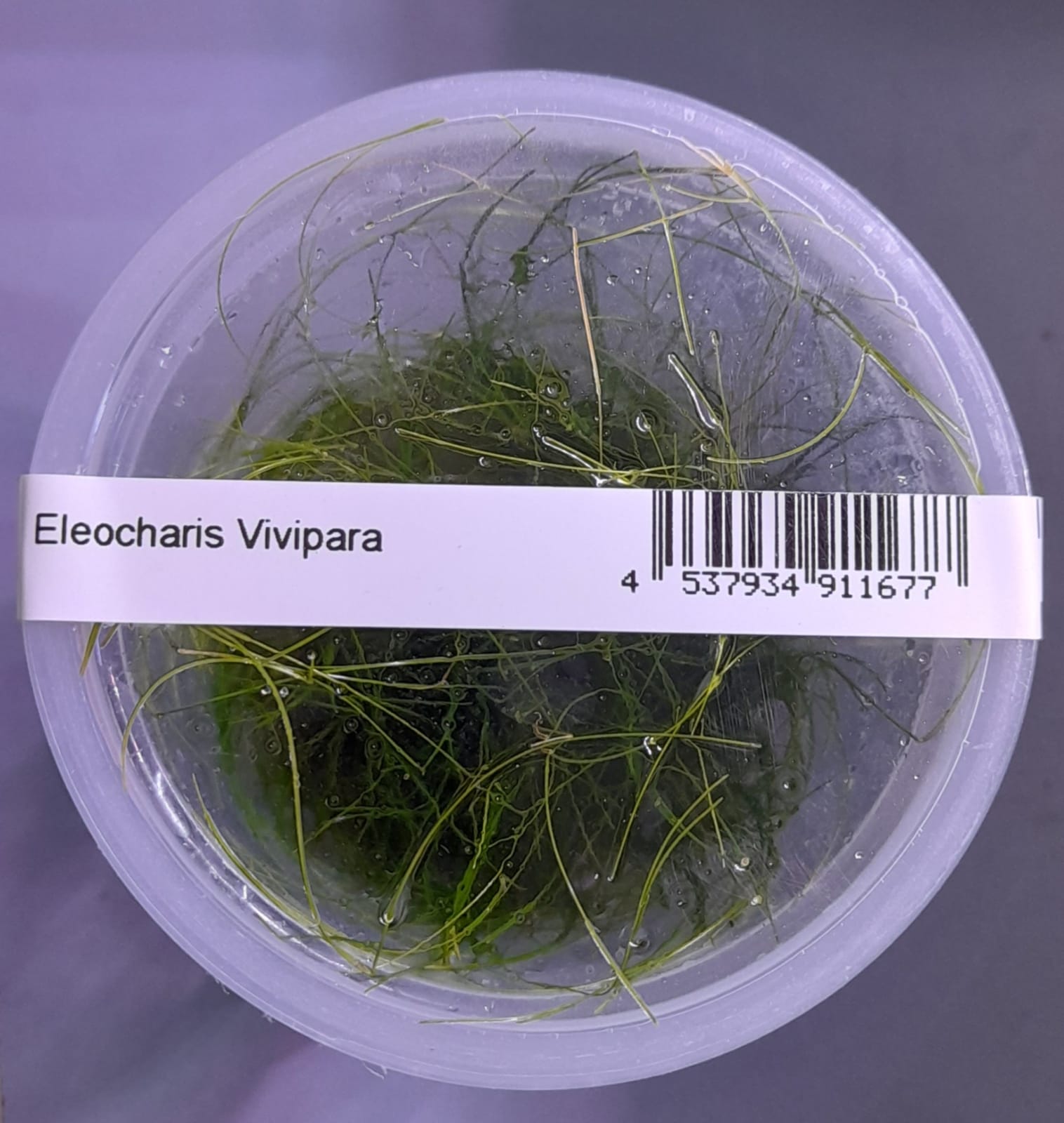 Eleocharis Vivipara TC – IC041 img11