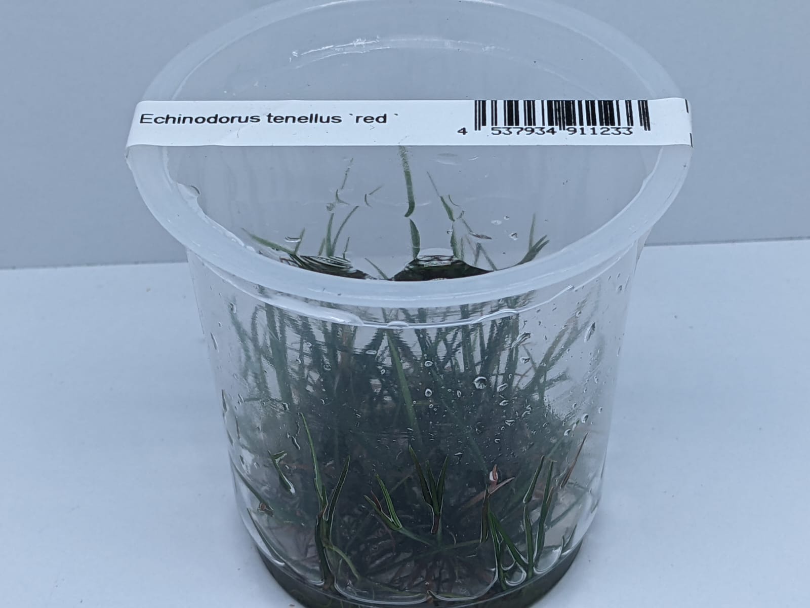 Echinodorus Tenellus Red – IC076