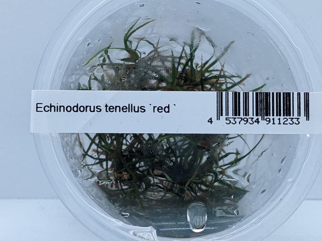 Echinodorus Tenellus Red – IC076