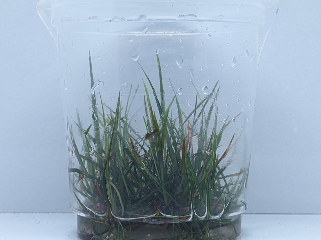 Echinodorus Tenellus Red – IC076