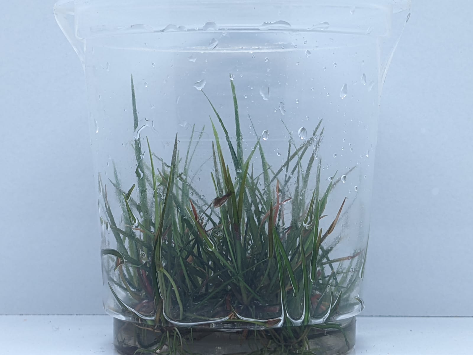 Echinodorus Tenellus Red – IC076
