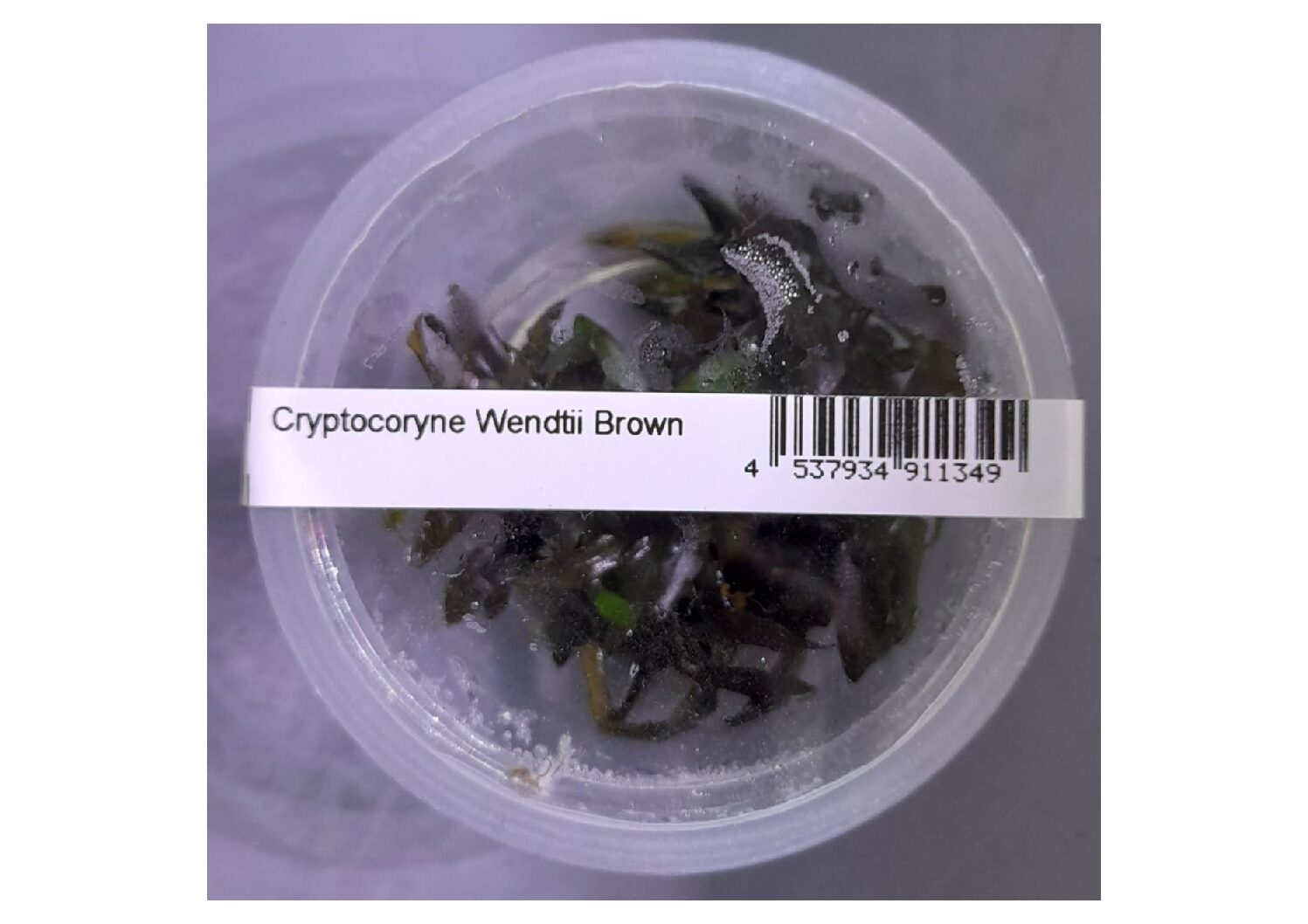 Cryptocoryne-Wendtii-Brown-TC-–-IC094-img