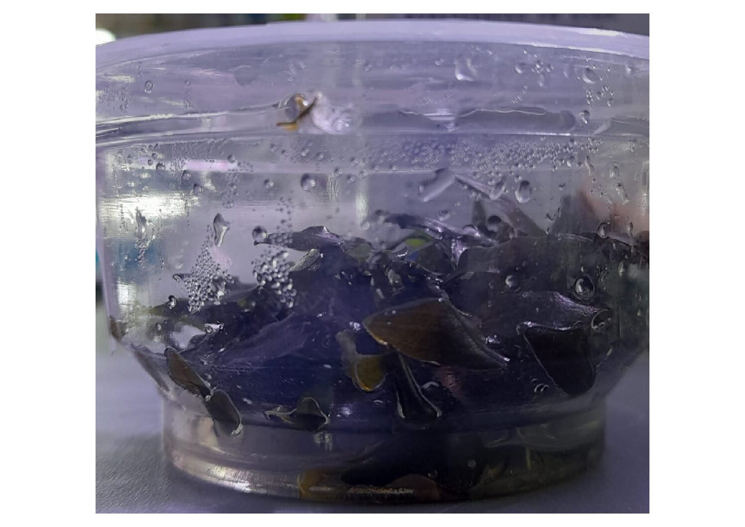 Cryptocoryne-Wendtii-Brown-TC-–-IC094-img1