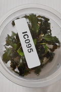 IC095 – Cryptocoryne Wendtii Tropica – TC