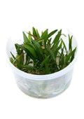 Echinodorus-Tenellus-Var-Broadleaf-TC-IC154-img1