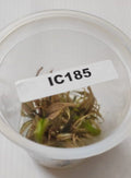 IC185 – Cryptocoryne Wendtii Pink Panther – TC
