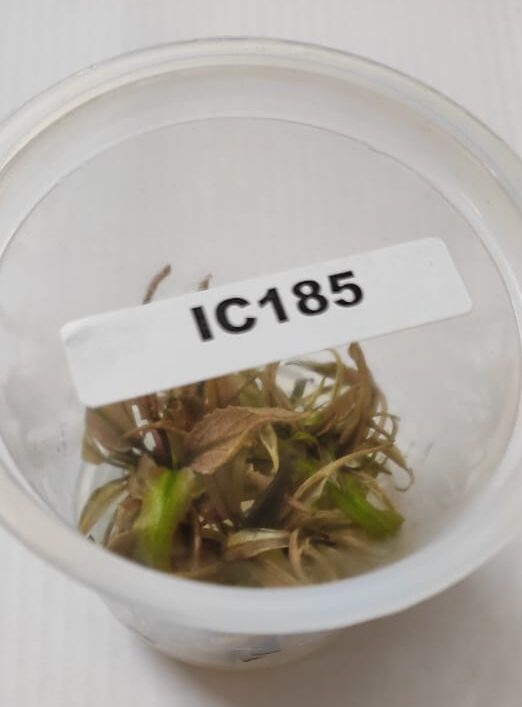 IC185 – Cryptocoryne Wendtii Pink Panther – TC