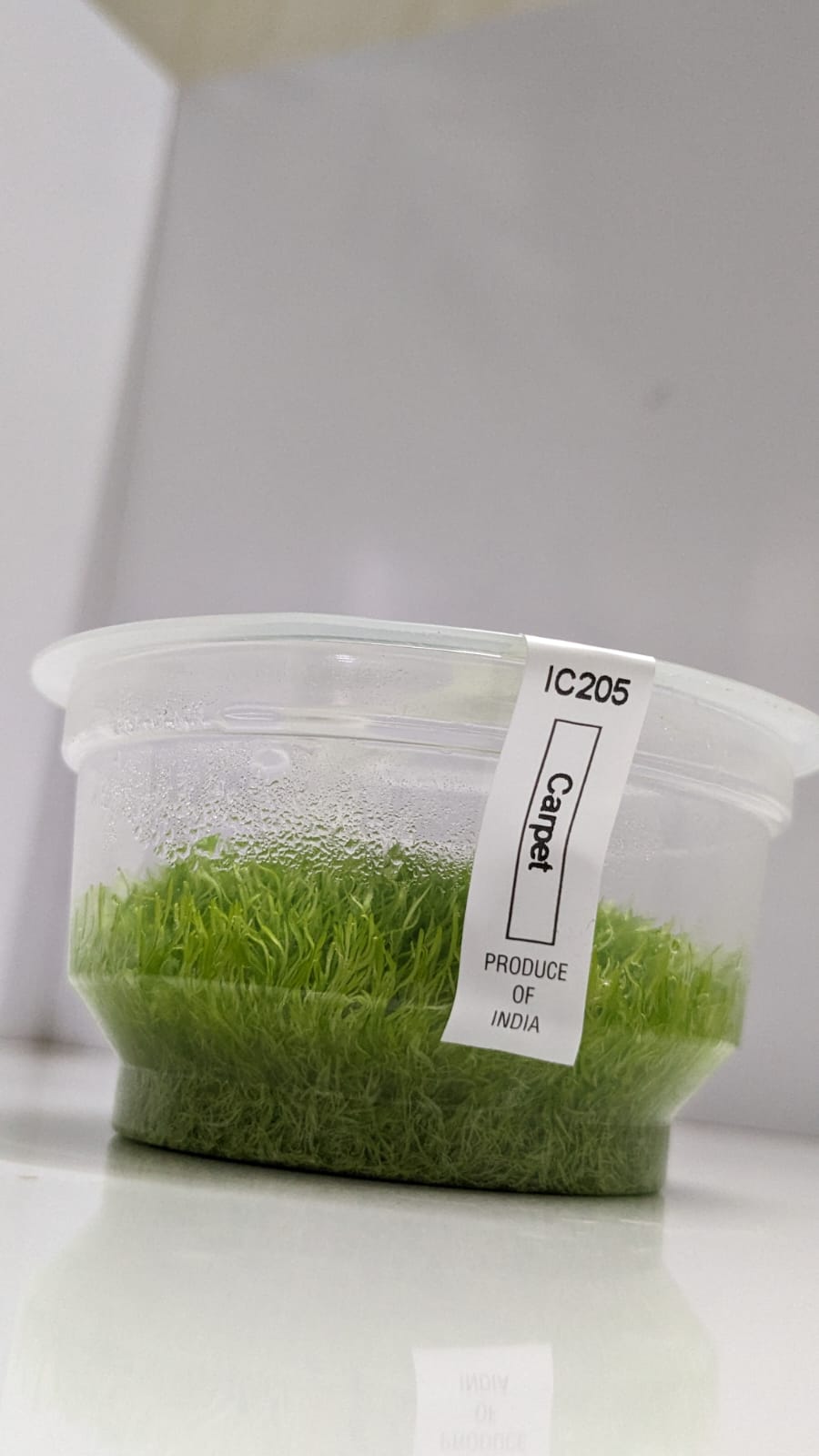 Uticularia Graminifolia