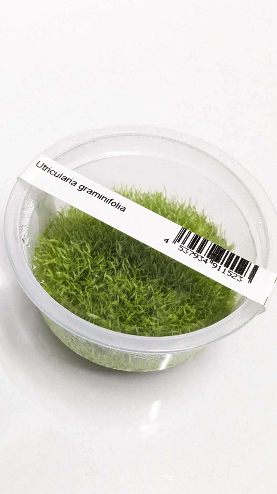 Uticularia Graminifolia