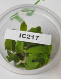 IC217 – Lagenandra Meeboldii Red – TC