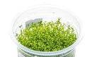 Microcarpaea Minima Merrill TC – IC299 img
