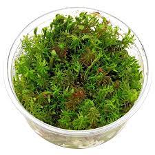 Rotala Wallichii Long Leaf TC – IC389 img