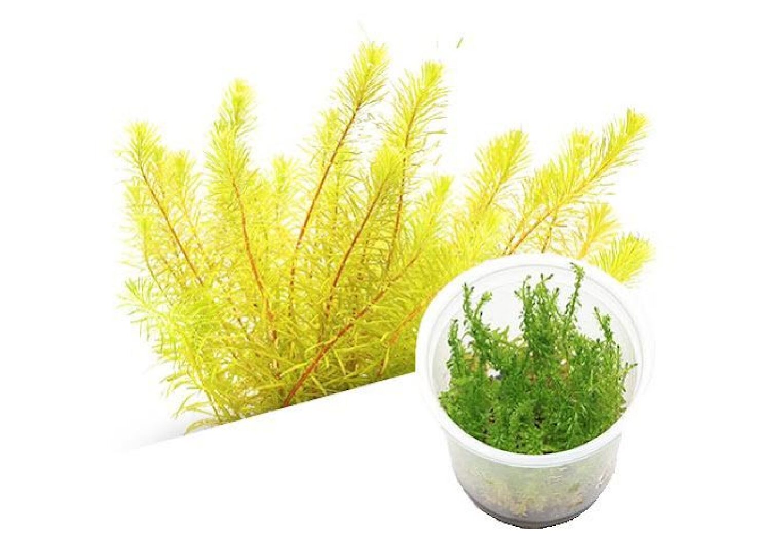 Rotala-sp-Bangladesh-TC-IC392-img